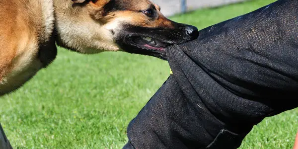 Dog Bites in South Windsor