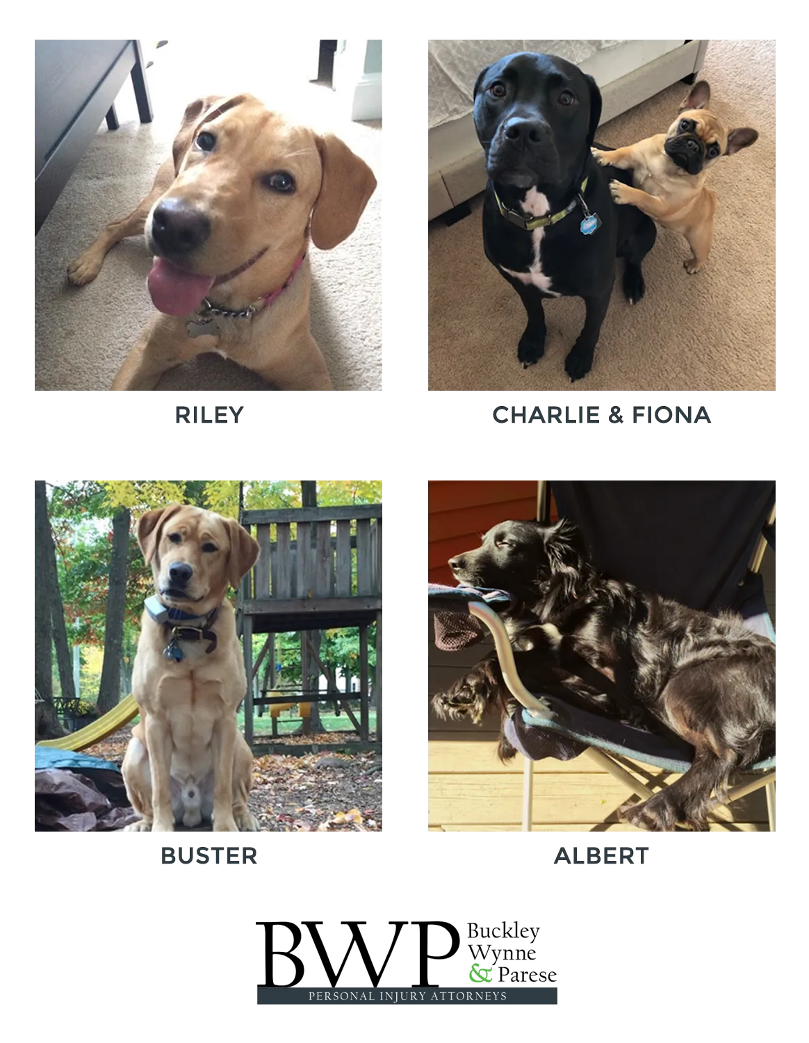 Teams Dogs
