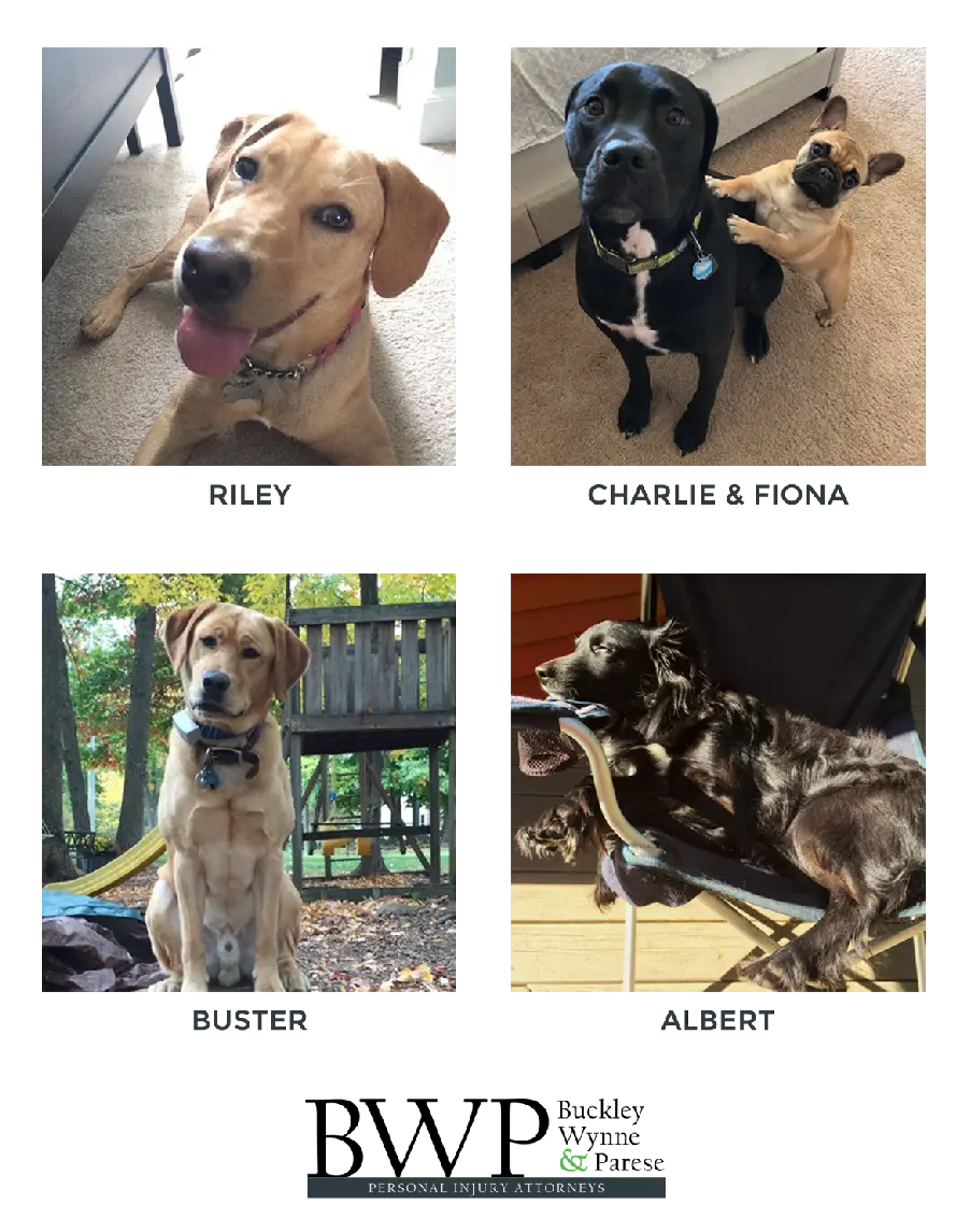 Teams Dogs